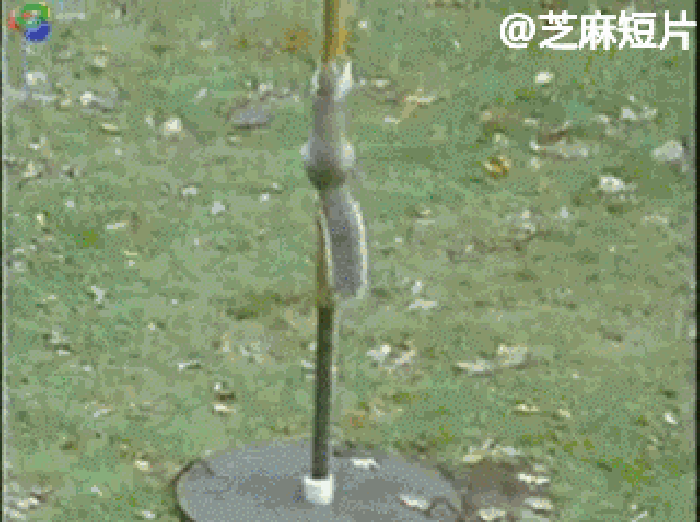 爬行 松鼠 障碍 可爱