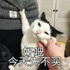 萌宠 喵星人 好吧今天先不买 不要了 呆萌 搞怪