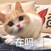 萌宠 猫星人 猫星人 在吗 好奇 搞怪 呆萌