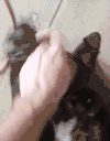 狗狗 玩闹 可爱 表情