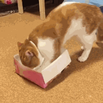 猫咪 盒子 可爱 舒服 呆萌
