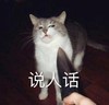 萌宠 喵星人 说人话 我听不懂你在说什么 调皮 可爱