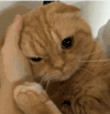猫咪 喵星人 搞笑 可爱 淘气