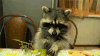 浣熊 raccoon