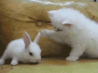 猫咪 兔子 挠你 可爱