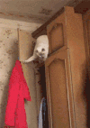 萌宠 猫星人 搞怪 逗 动图