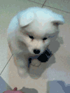 狗 击掌 卖萌 可爱