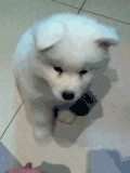 狗 击掌 卖萌 可爱