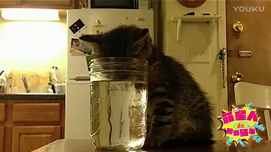 喂喂喂 猫咪 水杯 喝水