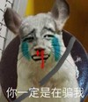 你一定是在骗我 流血 难过 老鼠