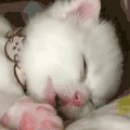 猫咪 睡觉 可爱 萌宠