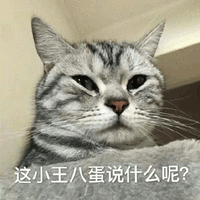 王八蛋 猫 说什么 搞怪 逗