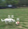 狗狗 草地 张嘴 生活我