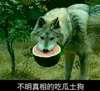 狗狗 西瓜 恶搞 不明真相的吃瓜土狗