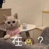 萌宠 喵星人 在吗 有事 搞怪 逗