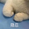 萌宠 猫星人 隐忍 生气 呆萌 可爱