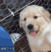 汪星人 金毛 萌 可爱 爱玩