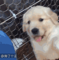 汪星人 金毛 萌 可爱 爱玩