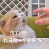 萌宠 猫星人 饶了我吧 我只是个靓仔而已 呆萌 可爱