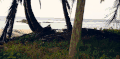 塞舌尔群岛 棕榈树 沙滩 纪录片 风景
