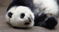 熊猫 panda