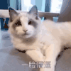 动态图 萌宠 喵星人 猫咪 搞怪