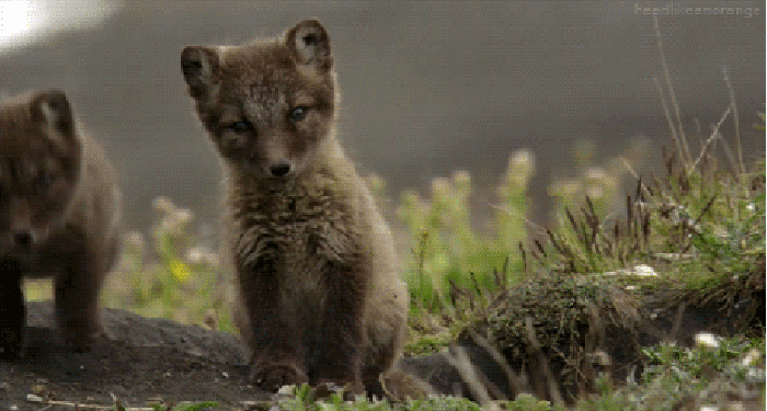动物 可爱 奔跑 兄弟 我是一只小狐狸我住在森林里