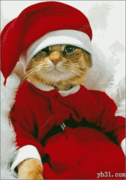 圣诞猫咪      快乐  微笑  可爱