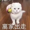 萌宠 喵星人 离家出走 我呆不下去了 憨憨 奶凶