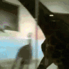 长颈鹿 跑 摔倒 骑鹿 恶搞 giraffe