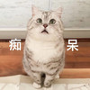 萌宠 猫星人 痴呆 愣住 呆萌 可爱