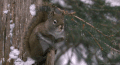 松鼠 squirrel 下雪 动物