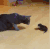 猫 狗 装死 摔倒