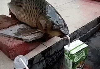 鲤鱼 喝奶 有才 搞笑