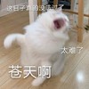 萌宠 猫星人 苍天啊 太难了 呆萌 可爱