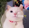 萌宠 喵星人 wink 放电 呆萌 搞怪