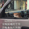 萌宠 汪星人 已经周三 没有困难的工作 搞怪 呆萌