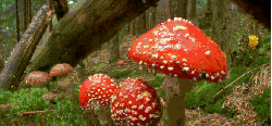 森林 神话的森林 纪录片 航拍 蘑菇 全景