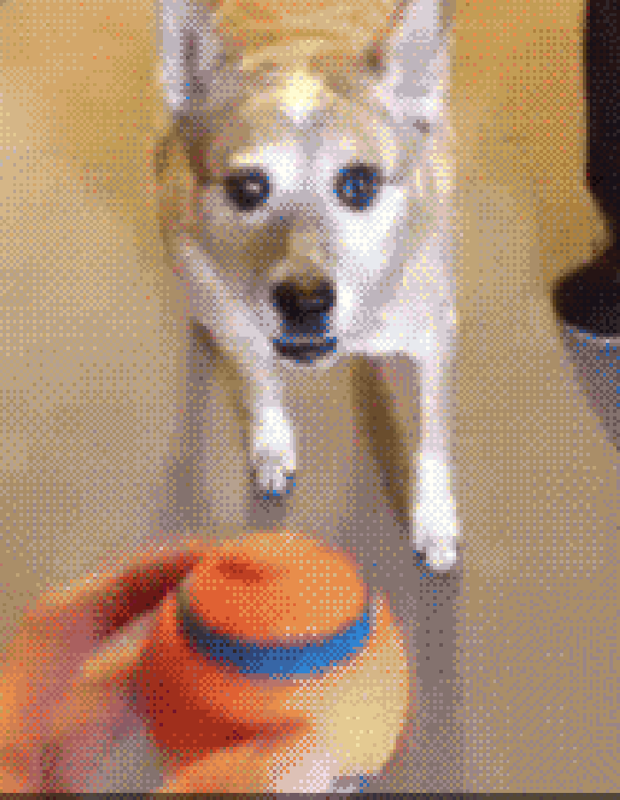 家里 小狗 皮球 玩耍