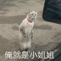 萌宠 猫咪 猫 喵星人 俺就是小姐姐 搞怪