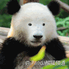 懵了 不是吧 怎么回事 惊呆 小熊猫 呆萌 可爱 毛茸茸