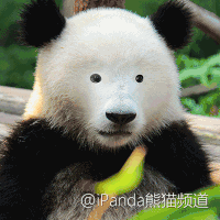 懵了 不是吧 怎么回事 惊呆 小熊猫 呆萌 可爱 毛茸茸
