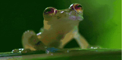 可爱 地球脉动 扭头 玻璃蛙 纪录片