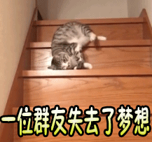 萌宠 猫咪 下楼梯 懒癌晚期