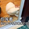 萌宠 猫星人 你等着 我扒开手机屏幕来打你 呆萌 可爱
