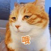 萌宠 猫星人 哦 我知道了 呆萌 可爱