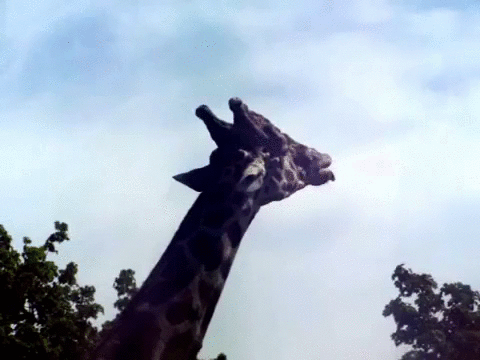 长颈鹿 天空 吃 吐舌头 调皮 可爱 giraffe