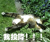 喵星人 吸毒 躺着 草地