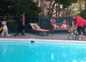失败 狗  游泳池  骑自行车