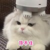 萌宠 喵星人 顶不住 难受 搞怪 逗